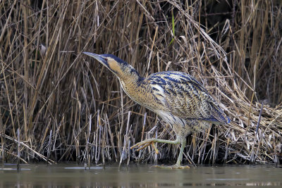 Bittern