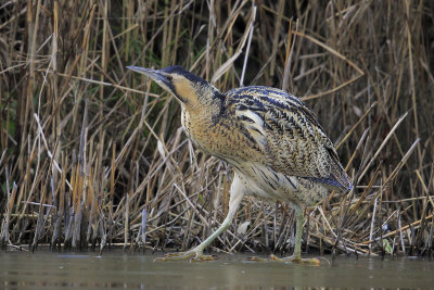 Bittern