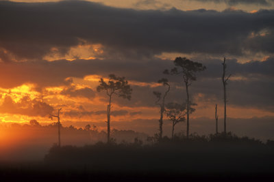 Everglades at dawn