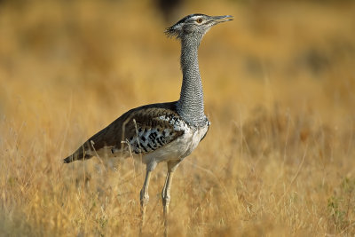 Kori Bustard