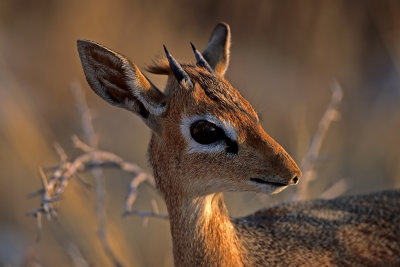 Damara Dik Dik