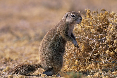 Ground Squirrel