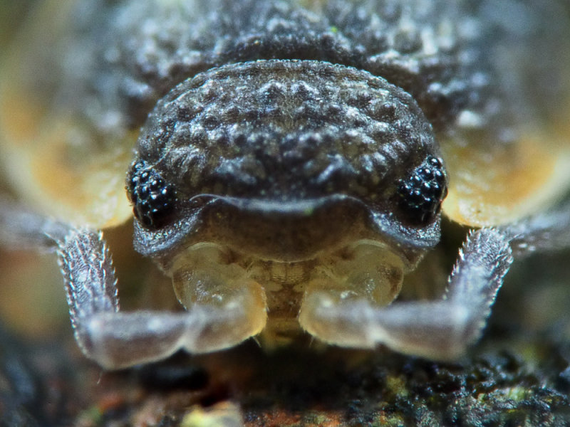 Louse-eye-view.jpg