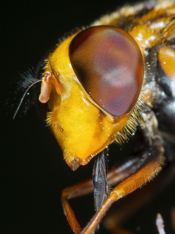 Closer-Giant-Hover.jpg