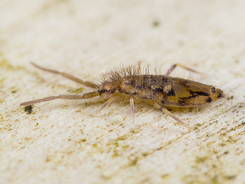 12-springtail.jpg