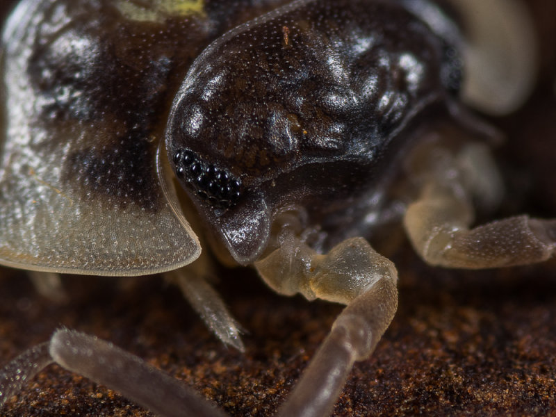 wood-louse.jpg