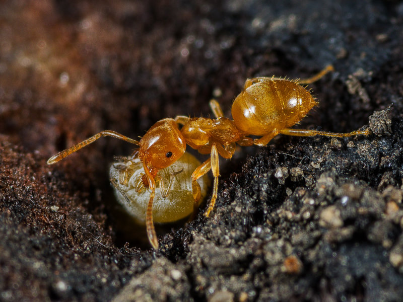 milk-ant-3.jpg