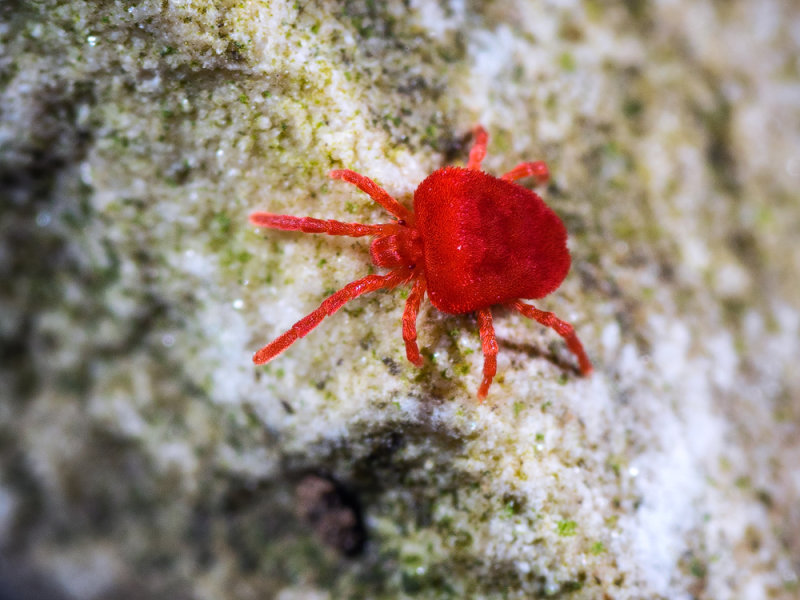 Velvet-Mite-2.jpg