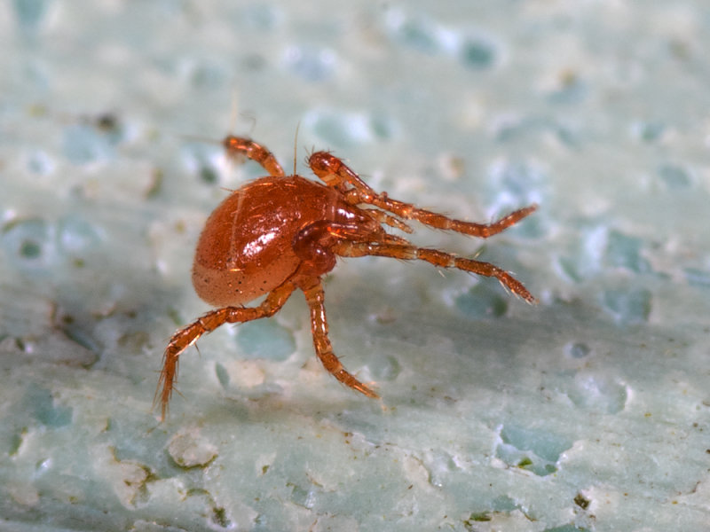 Phoretic-Mite-B.jpg