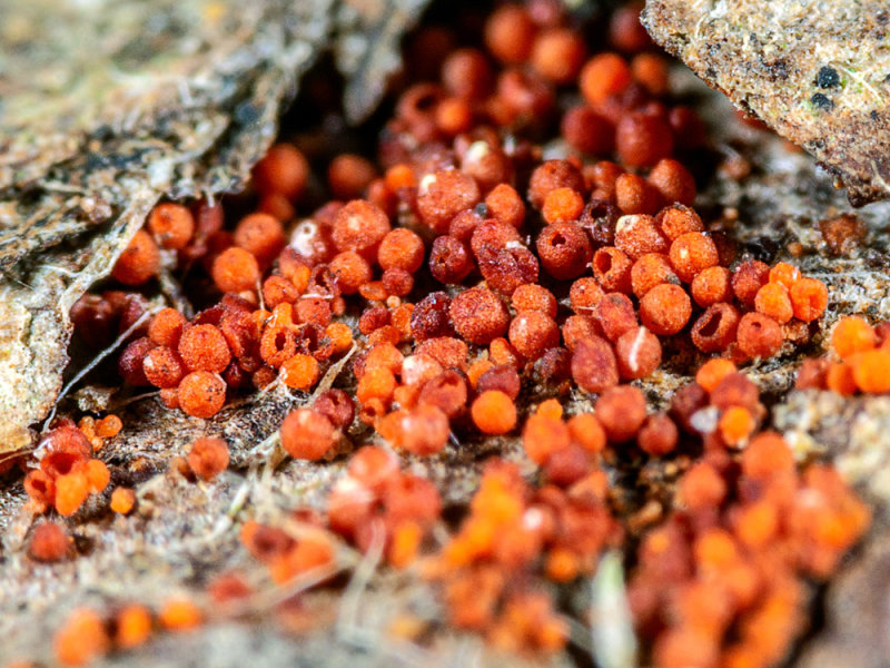 Fungi-on-yew.jpg