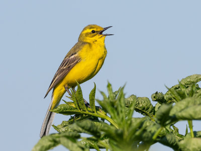 Yellow-Wagtail.jpg