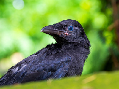 Crow-chick.jpg