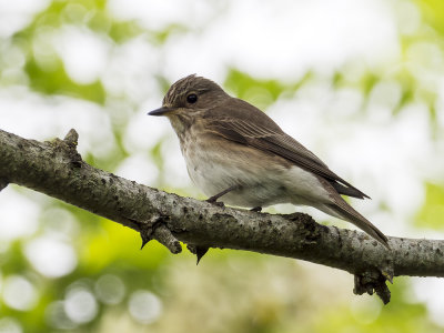 Spotted-Fly-Catcher.jpg