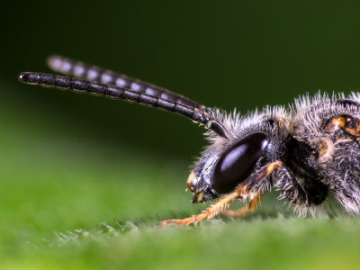 Wasp-Eye.jpg