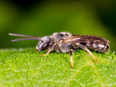 Bee-wasp.jpg