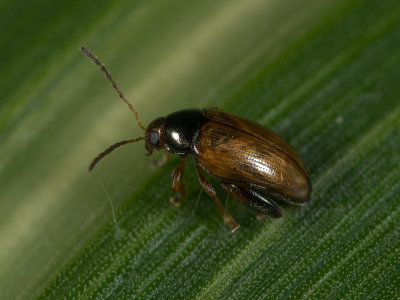 Beetle1.jpg