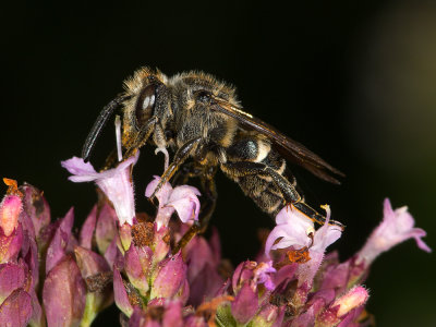 Point-tail-bee.jpg