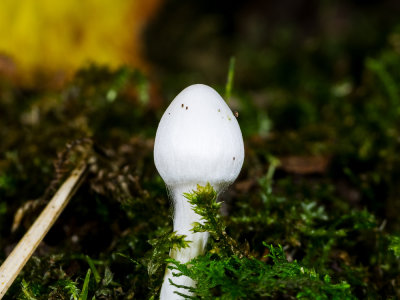 Fungi-1.jpg