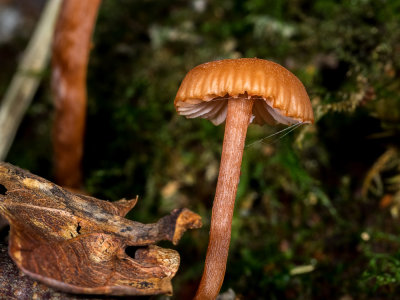 Fungi-2.jpg