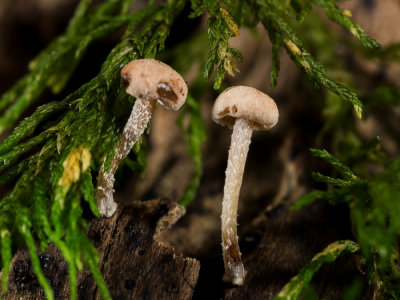 Fungi-3.jpg