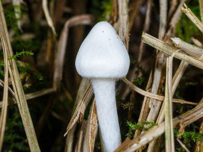 White-fungus.jpg