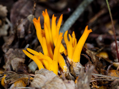 Yellow-Stagshorn---Calocera-viscosa.jpg