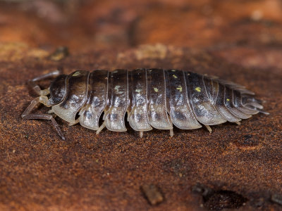 12woodlouse.jpg