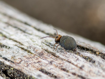 AA-Springtail.jpg