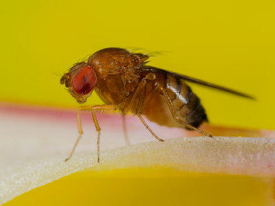 fruit-fly.jpg
