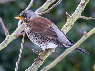 Fieldfare-Apple-1.jpg