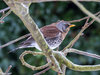 Fieldfare-Apple-2.jpg