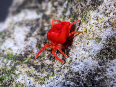 Velvet-Mite-1.jpg