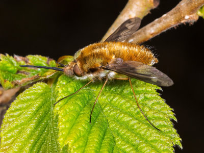 A-Bee-Fly-(Bombylius-Major).jpg