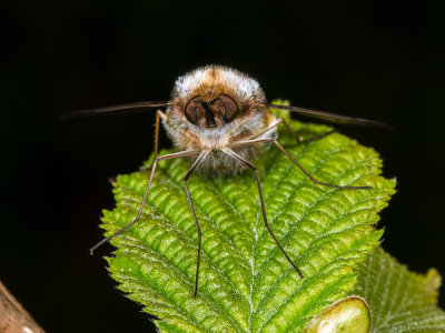 B-Bee-Fly-(Bombylius-Major).jpg