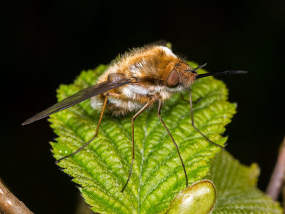 C-Bee-Fly-(Bombylius-Major).jpg