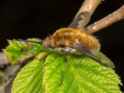 E-Bee-Fly-(Bombylius-Major).jpg