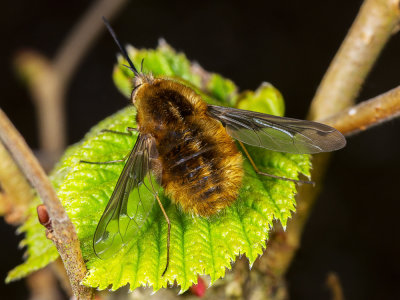 F-Bee-Fly-(Bombylius-Major).jpg