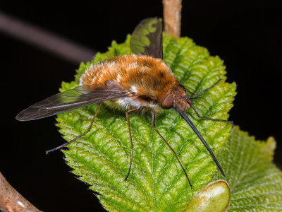 G-Bee-Fly-(Bombylius-Major).jpg