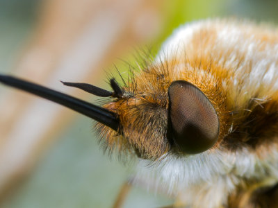 K-Bee-Fly-(Bombylius-Major).jpg