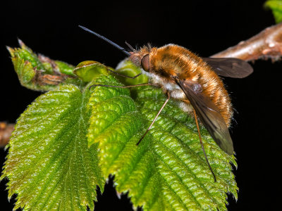 L-Bee-Fly-(Bombylius-Major).jpg