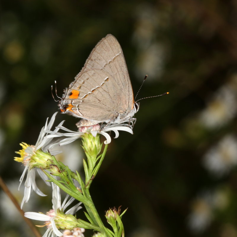 Gray Hairstreak