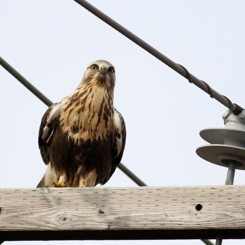 Rough-legged Hawk