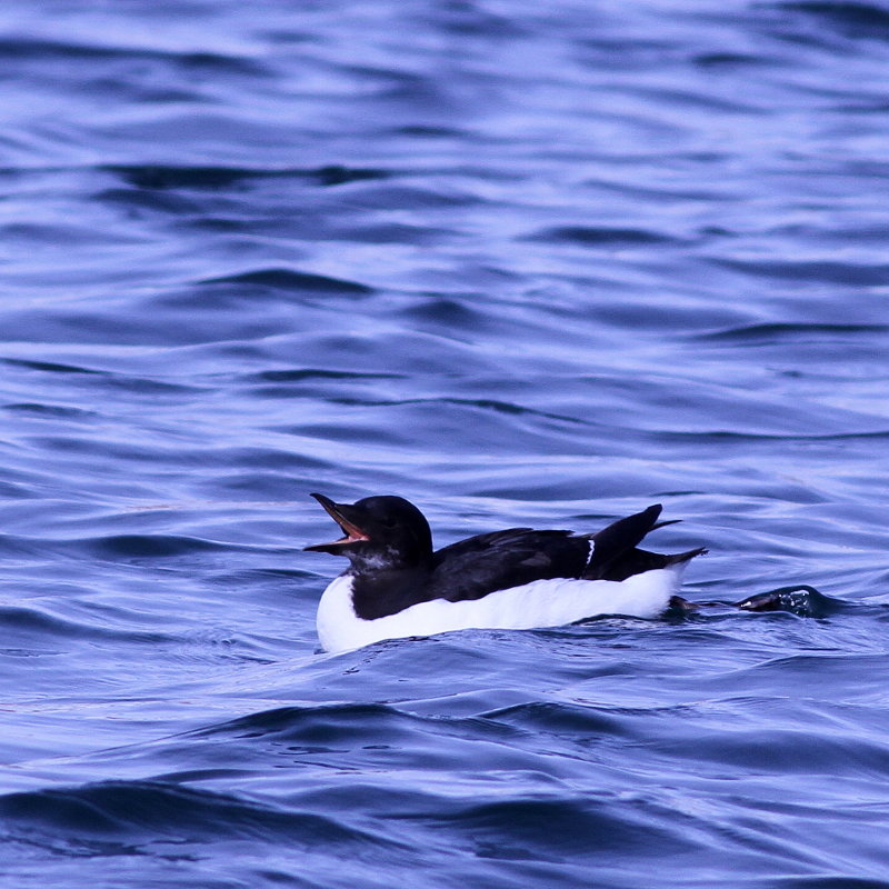 Thick-billed Murre