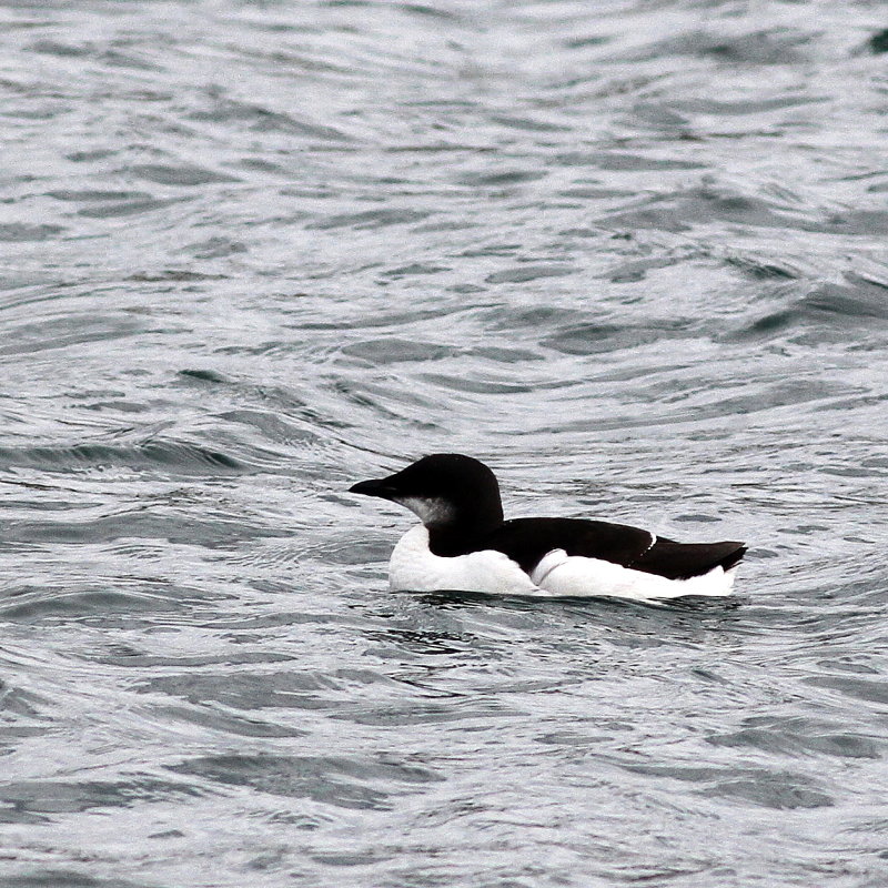 Thick-billed Murre