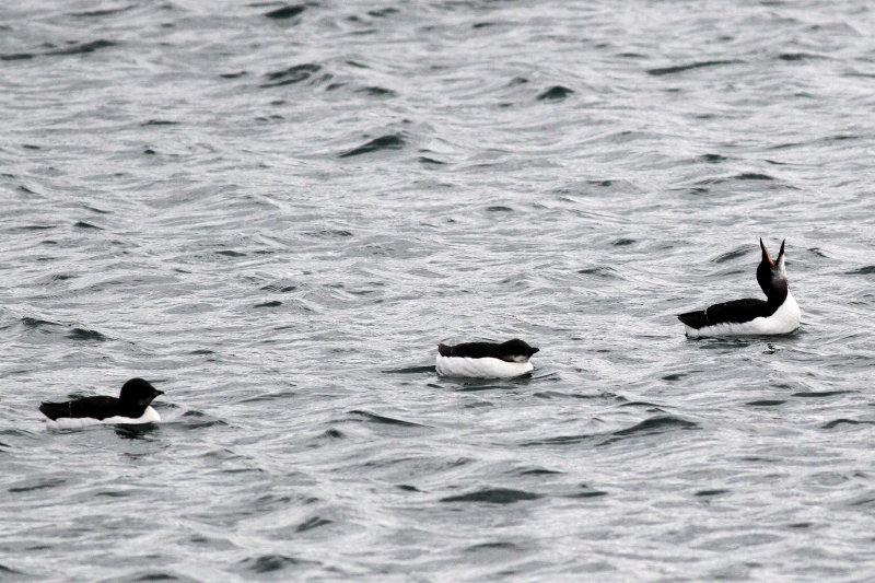 Thick-billed Murre