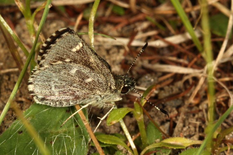 Pepper-and-Salt Skipper