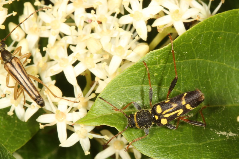 Clytus ruricola