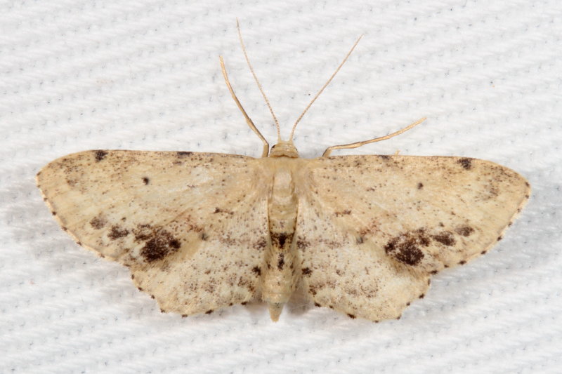 Hodges#7126 * Single-dotted Wave * Idaea dimidiata