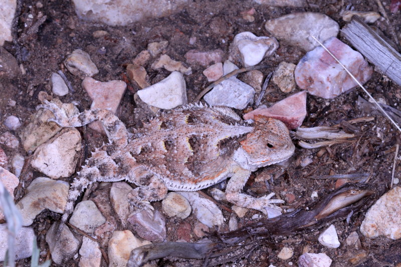 Greater Short-horned Lizard