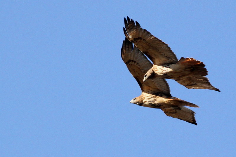 Red-tailed Hawks